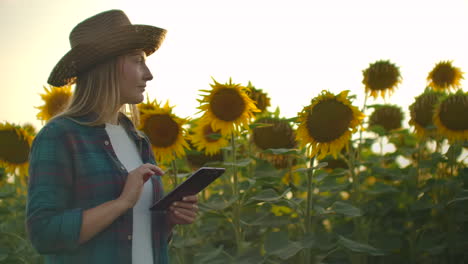 A-girl-in-straw-hat-walks-across-a-field-with-large-sunflowers-and-writes-information-about-it-in-her-electronic-tablet-in-summer-evening.